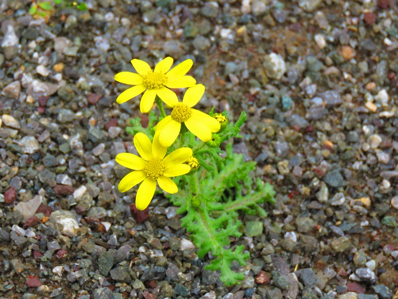 https://s29.picofile.com/file/8461543918/IMG_9549_Copy_.JPG