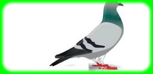 چرا رتبه بندی کبوتر (Pigeon Rank) به خوبی کار می کند