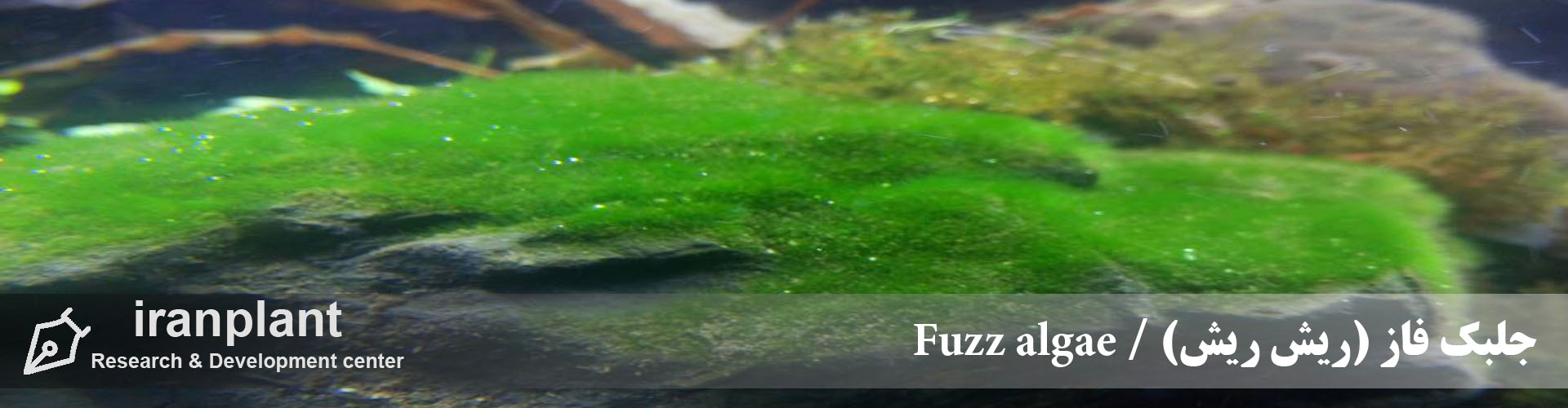 جلبک فاز (ریش ریش) / Fuzz algae