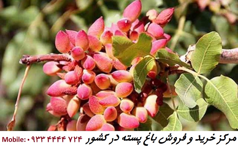 خرید باغ پسته 100 هکتاری بزرگ